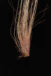 Ware's hairsedge